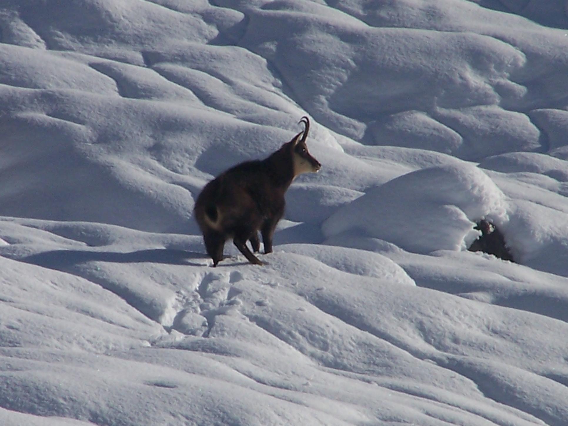 Camosci nella neve (secondo ed ultimo)